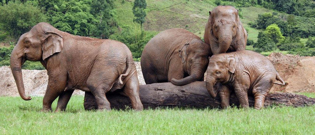 Elephant Nature Park